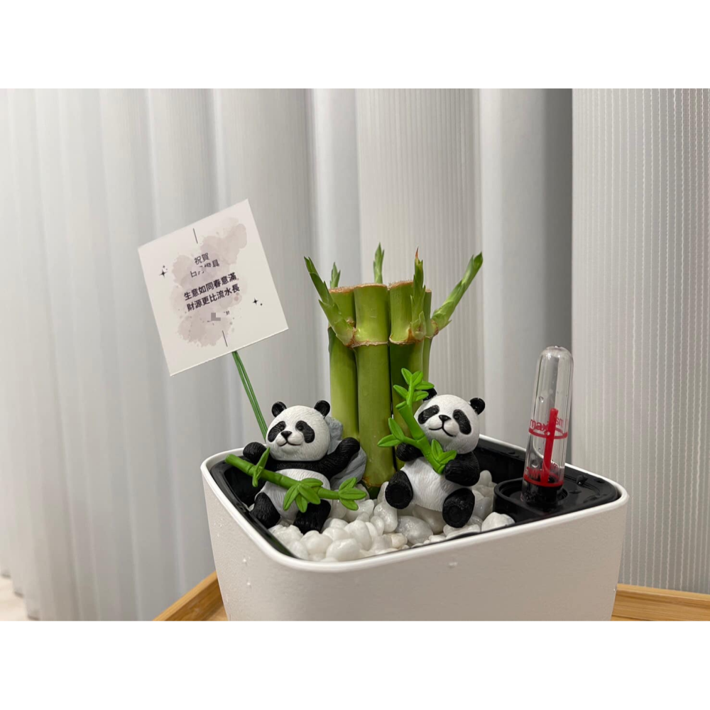 [ꜰᴇʀɴ ʙᴇᴀᴜᴛʏ] 懶人土耕植栽｜開運竹 x 方形懶人花盆｜熊貓陪伴・質感療癒-細節圖5