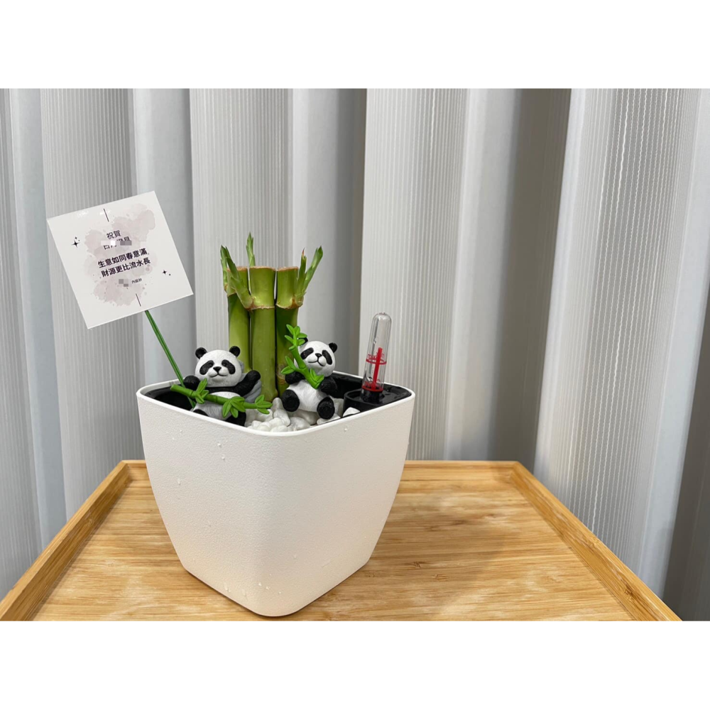 [ꜰᴇʀɴ ʙᴇᴀᴜᴛʏ] 懶人土耕植栽｜開運竹 x 方形懶人花盆｜熊貓陪伴・質感療癒-細節圖6