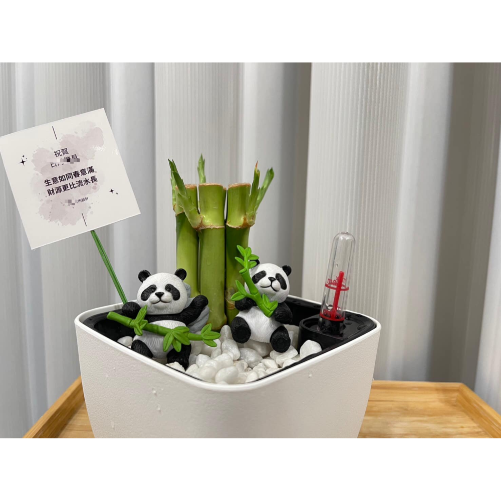 [ꜰᴇʀɴ ʙᴇᴀᴜᴛʏ] 懶人土耕植栽｜開運竹 x 方形懶人花盆｜熊貓陪伴・質感療癒-細節圖7