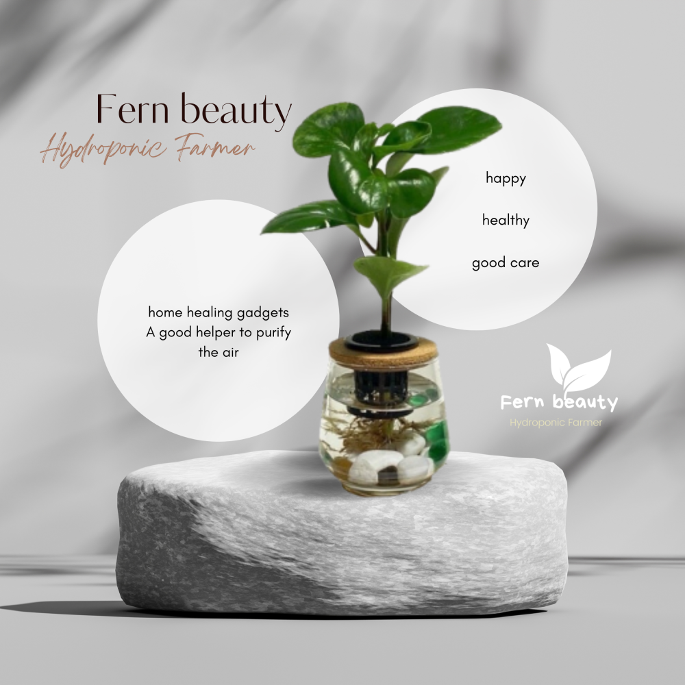 [ꜰᴇʀɴ ʙᴇᴀᴜᴛʏ] 室內辦公室水耕植栽｜圓葉椒草（發財樹） x 弧形玻璃瓶｜圓潤綠意・質感點綴-細節圖2