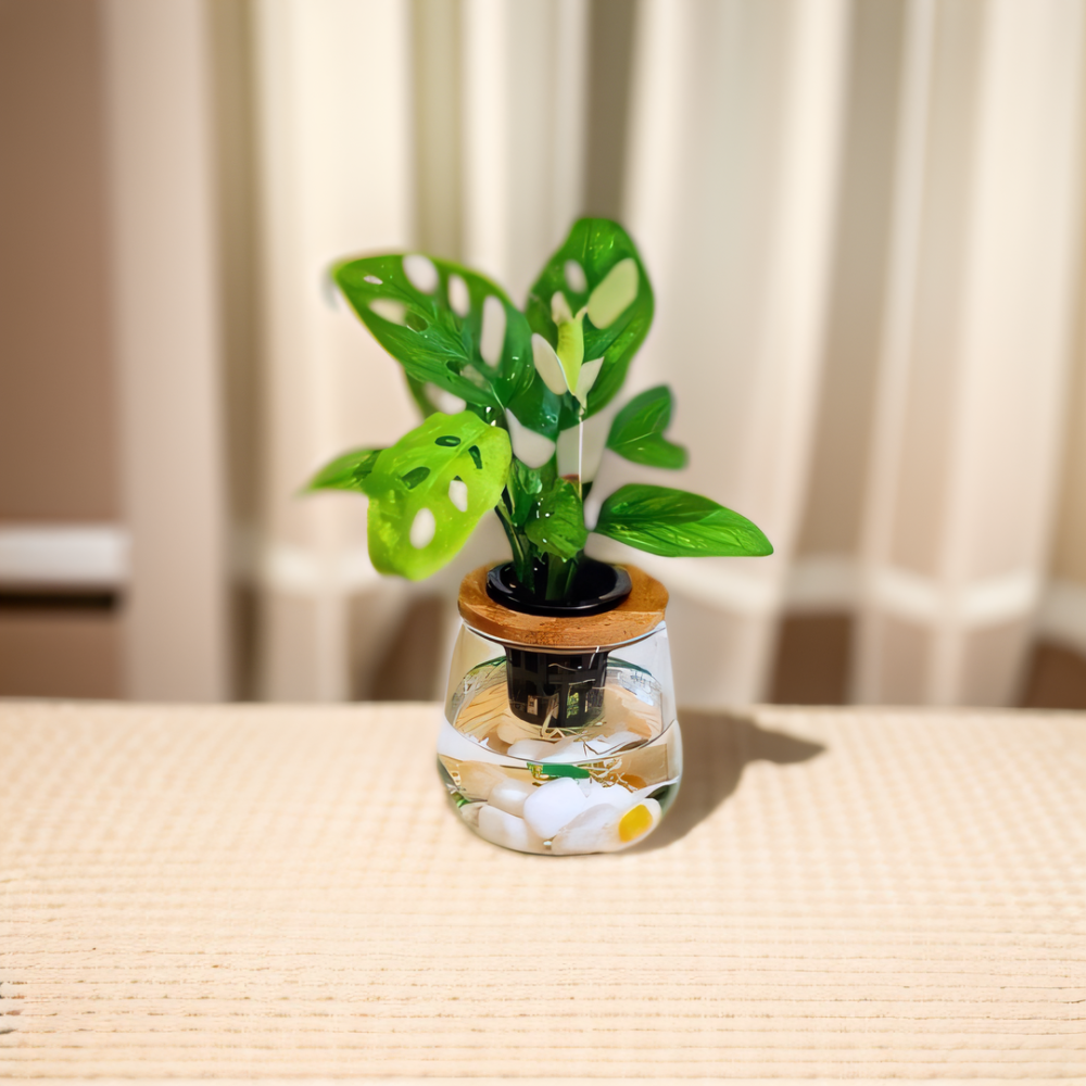 [ꜰᴇʀɴ ʙᴇᴀᴜᴛʏ] 水耕植栽｜窗型龜背芋（洞洞蔓綠絨）x 弧形玻璃瓶｜熱帶感・質感清新-細節圖2