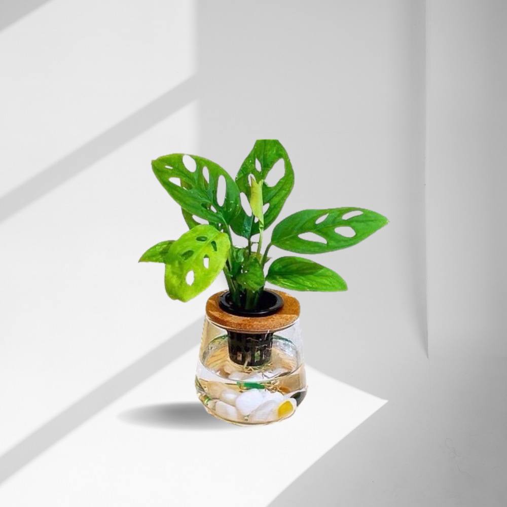 [ꜰᴇʀɴ ʙᴇᴀᴜᴛʏ] 水耕植栽｜窗型龜背芋（洞洞蔓綠絨）x 弧形玻璃瓶｜熱帶感・質感清新-細節圖3