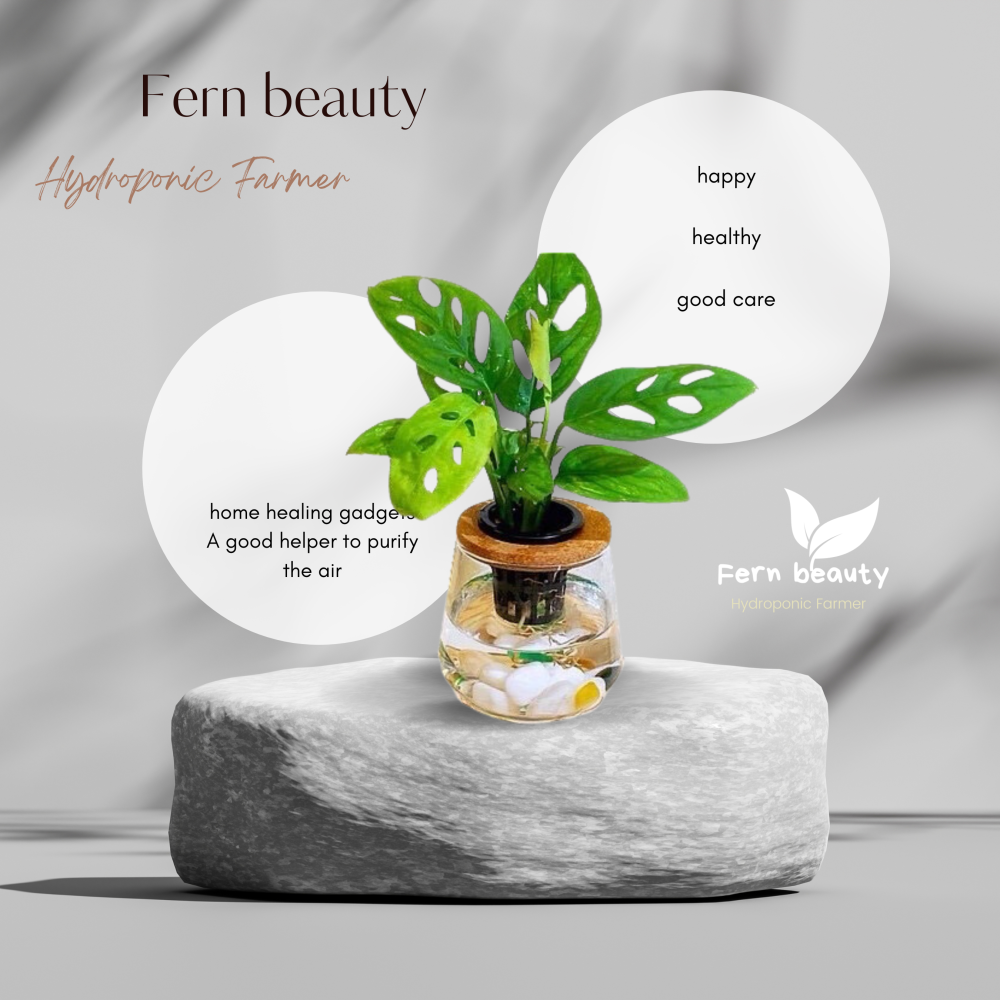 [ꜰᴇʀɴ ʙᴇᴀᴜᴛʏ] 水耕植栽｜窗型龜背芋（洞洞蔓綠絨）x 弧形玻璃瓶｜熱帶感・質感清新-細節圖4