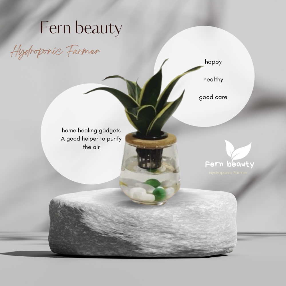 [ꜰᴇʀɴ ʙᴇᴀᴜᴛʏ] 水耕植栽｜虎尾蘭 x 弧形玻璃瓶｜空氣淨化・極簡綠感-細節圖2