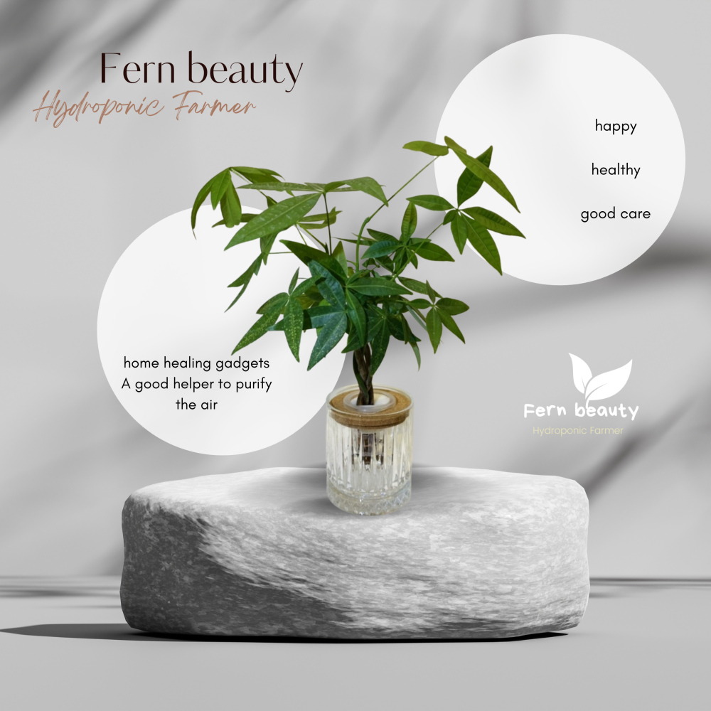 [ꜰᴇʀɴ ʙᴇᴀᴜᴛʏ] 水耕植栽｜發財樹 x 弧形玻璃瓶｜招財象徵・質感輕綠-細節圖2