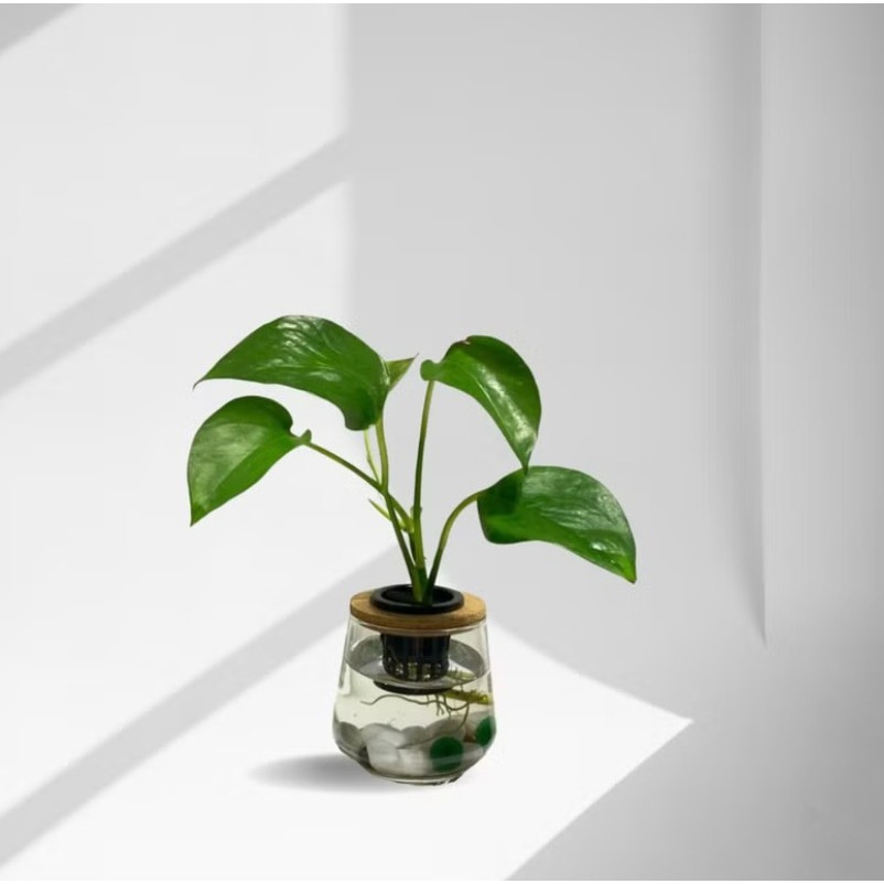 [ꜰᴇʀɴ ʙᴇᴀᴜᴛʏ] 水耕植栽｜黃金葛 x 弧形玻璃瓶｜綠意生機・質感百搭-細節圖2
