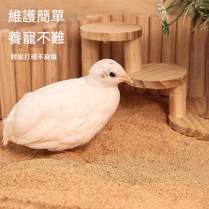 🐾隔日到貨 倉鼠核桃砂 倉鼠墊料 核桃砂 核桃沙 核桃砂墊料 倉鼠核桃沙 除臭核桃沙 核桃沙墊料 倉鼠除臭 倉鼠用品-細節圖4