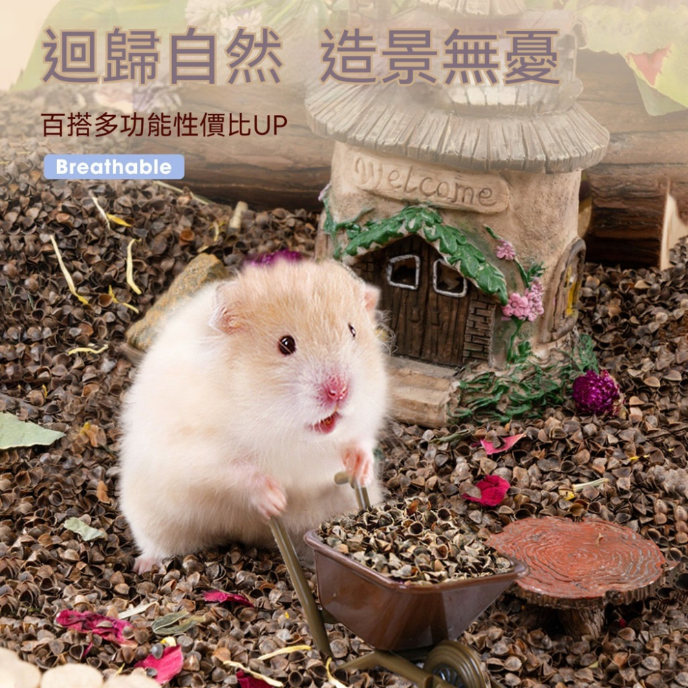 🐾隔日到貨 蕎麥砂 倉鼠蕎麥砂 蕎麥沙 生物酶蕎麥砂 倉鼠墊料 倉鼠墊材 倉鼠降溫 倉鼠 黃金鼠 倉鼠造景 倉鼠用品-細節圖7
