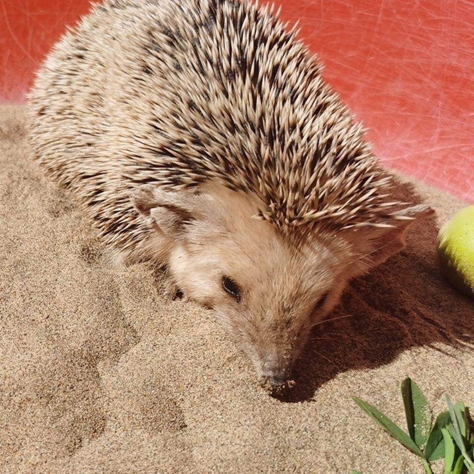 🐾台灣優選✨ 倉鼠沙漠沙 沙漠沙 天然沙漠沙 倉鼠沙漠砂 鼠砂 倉鼠沙 沙漠砂 倉鼠尿沙 倉鼠廁所沙 倉鼠 倉鼠用品-細節圖4
