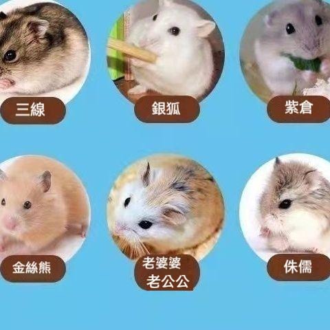 🐾台灣優選✨ 倉鼠沙漠沙 沙漠沙 天然沙漠沙 倉鼠沙漠砂 鼠砂 倉鼠沙 沙漠砂 倉鼠尿沙 倉鼠廁所沙 倉鼠 倉鼠用品-細節圖5