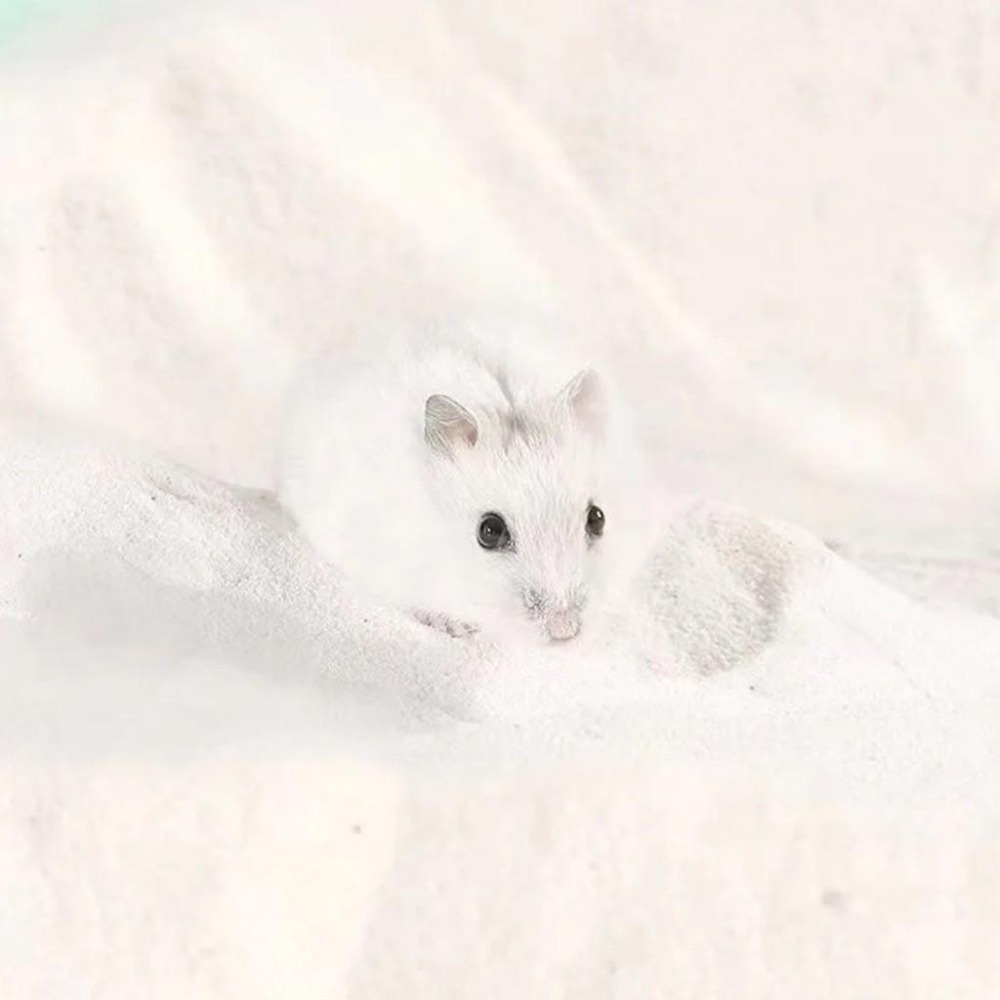 🐾台灣優選✨ 倉鼠浴沙 倉鼠沐浴沙 倉鼠廁所砂 鼠砂 鼠沙 沐浴沙 倉鼠沐浴 倉鼠 黃金鼠 浴沙 小寵廁砂 倉鼠用品-細節圖5