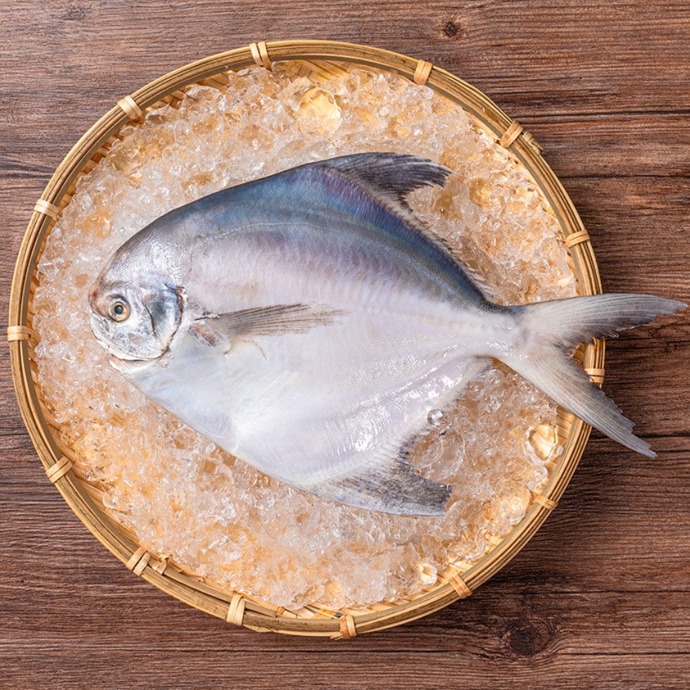 【永豐餘生技x瑪雅夫人限定】現撈野生海魚白鯧 生鮮 (特大500g 大400g 中300g 小200g)-細節圖2