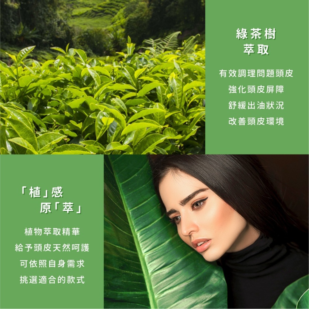 SSUNE 綠茶樹洗髮精 4000ml／洗髮乳／護髮乳／潤髮乳／清爽／出油／調理頭皮／舒緩頭皮／綠茶樹精油-細節圖3