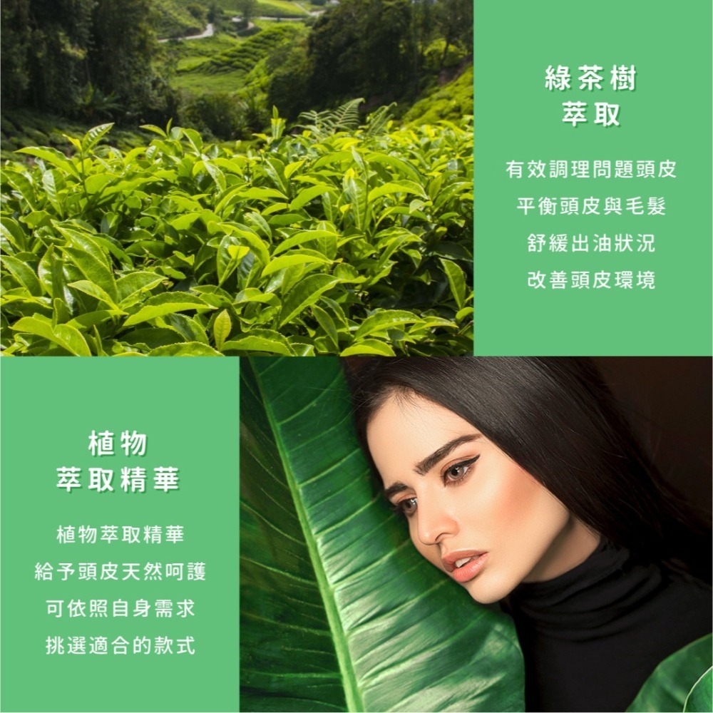 SSUNE 綠茶樹洗髮精 800ml／洗髮乳／清爽／舒緩頭皮／綠茶樹精油-細節圖3