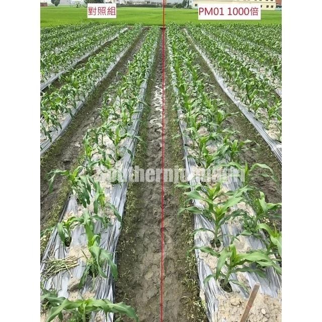 【約翰南農】PM01菌－－－茁壯素  促進猛爆性根系發育 葉菜 花菜莖梗葉拉長 賣相佳 果實果柄拉長-細節圖6