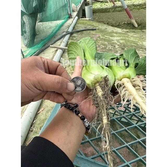 【約翰南農】PM01菌－－－茁壯素  促進猛爆性根系發育 葉菜 花菜莖梗葉拉長 賣相佳 果實果柄拉長-細節圖7