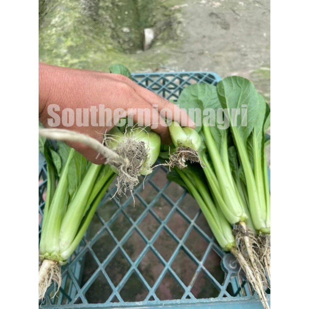 【約翰南農】PM01菌－－－茁壯素  促進猛爆性根系發育 葉菜 花菜莖梗葉拉長 賣相佳 果實果柄拉長-細節圖8