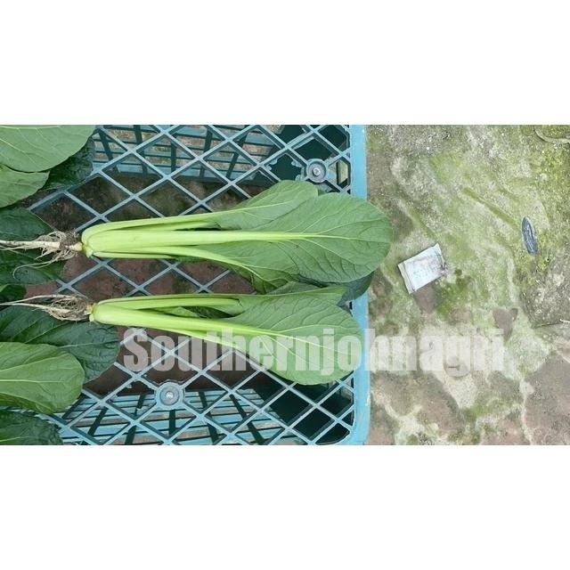 【約翰南農】PM01菌－－－茁壯素  促進猛爆性根系發育 葉菜 花菜莖梗葉拉長 賣相佳 果實果柄拉長-細節圖9