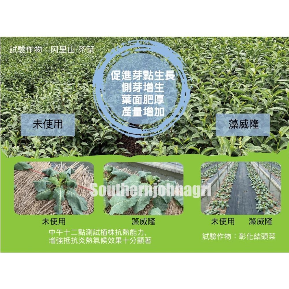 【約翰南農】藻威隆 細胞分裂素 開根 加速細胞增大 分株 扦插 發根 觀葉 玫瑰 多肉 雨林 鹿角蕨 火鶴 觀音蓮 蔓綠-細節圖4