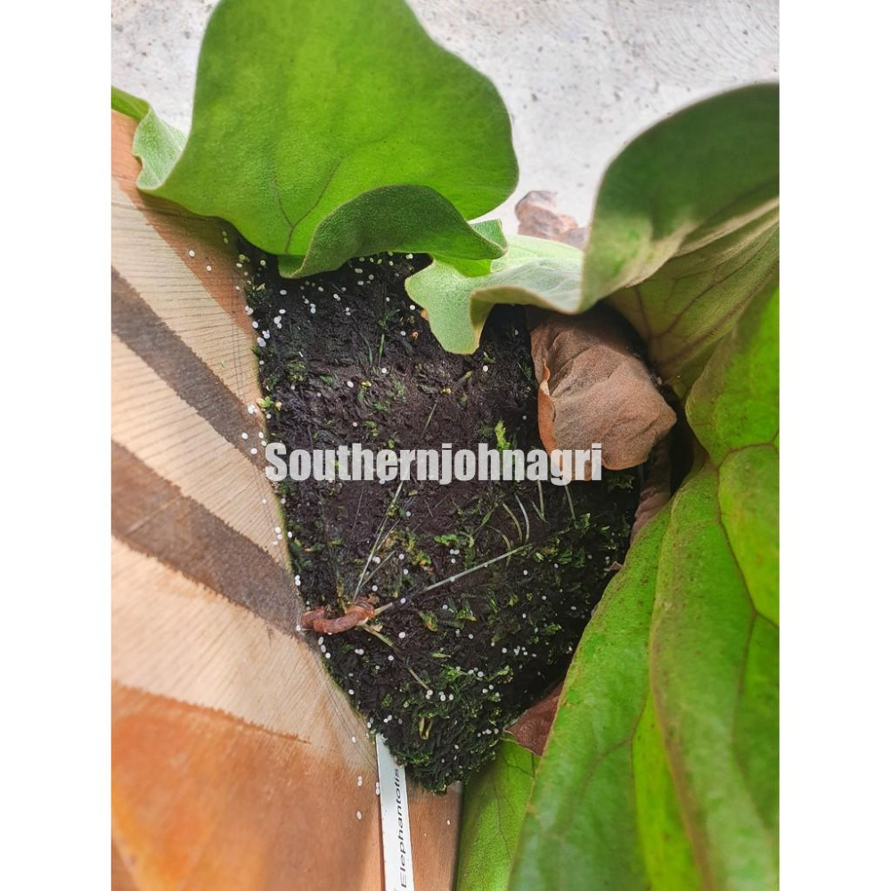 【約翰南農】晶綠緩效肥  5公斤原裝  肥料 移植 幫助開根 不易肥傷 鹿角蕨 玫瑰 龜背芋 多肉 草莓-細節圖6