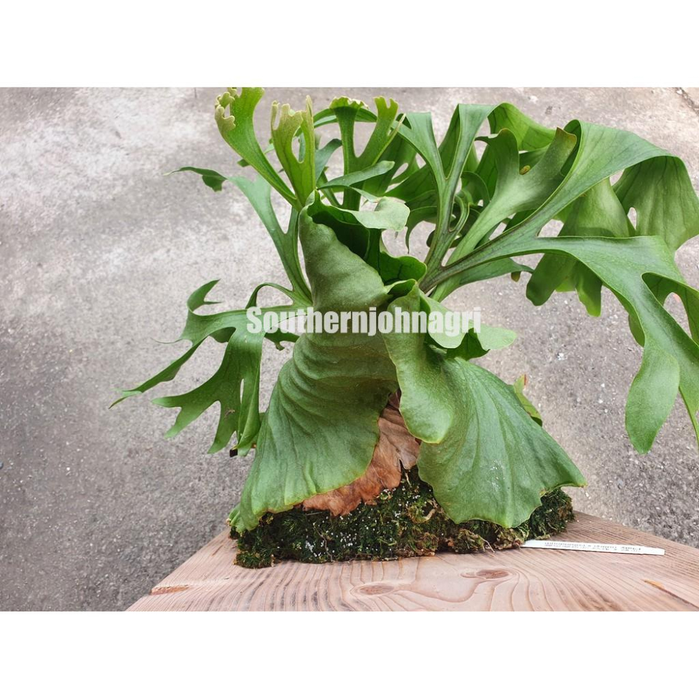 【約翰南農】晶綠緩效肥  5公斤原裝  肥料 移植 幫助開根 不易肥傷 鹿角蕨 玫瑰 龜背芋 多肉 草莓-細節圖8