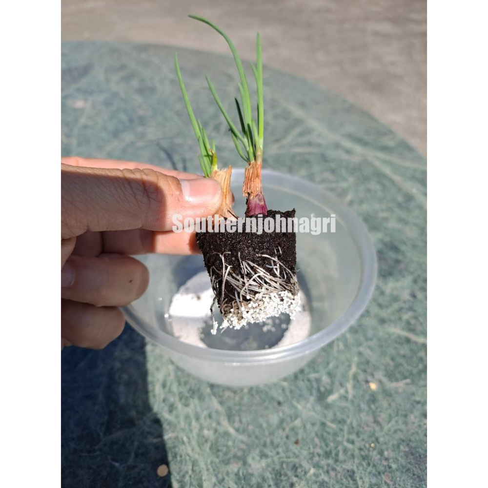 【約翰南農】晶綠緩效肥  5公斤原裝  肥料 移植 幫助開根 不易肥傷 鹿角蕨 玫瑰 龜背芋 多肉 草莓-細節圖9