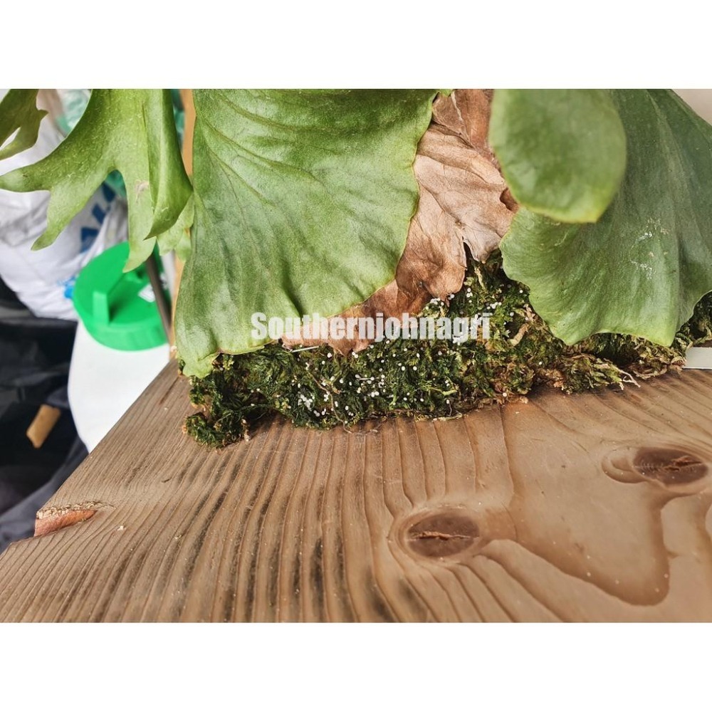 【約翰南農】晶綠緩效肥  5公斤原裝  肥料 移植 幫助開根 不易肥傷 鹿角蕨 玫瑰 龜背芋 多肉 草莓-細節圖6