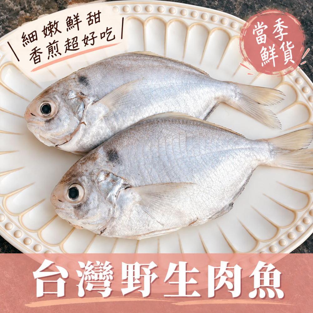 【新品上架】台灣野生肉魚（中/大/特大）