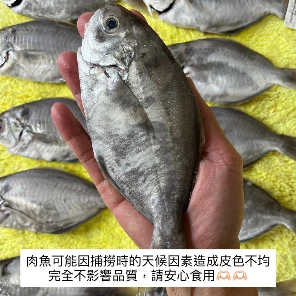 台灣野生肉魚!!（三隻入）-細節圖2