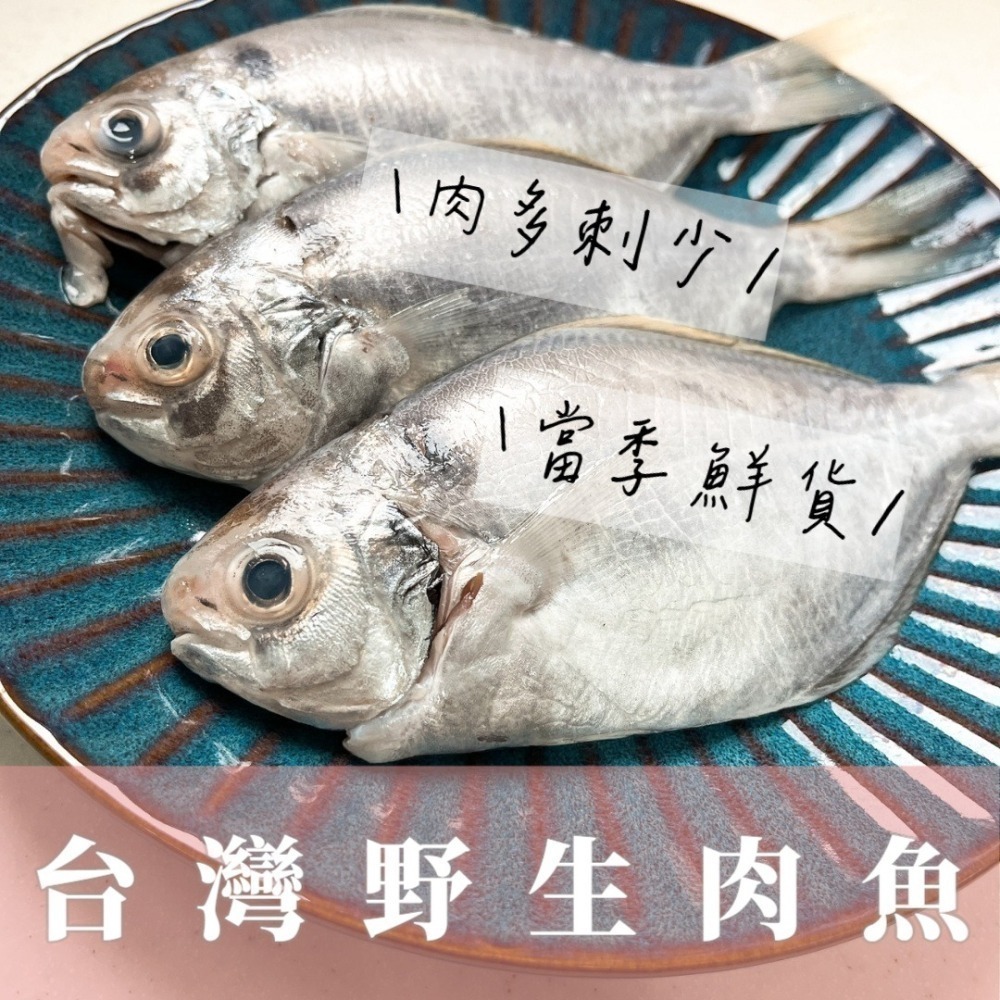 【新品上架】台灣野生肉魚（中/大/特大）-細節圖3