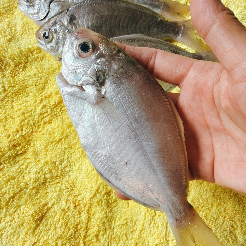 【新品上架】台灣野生肉魚（中/大/特大）-細節圖4