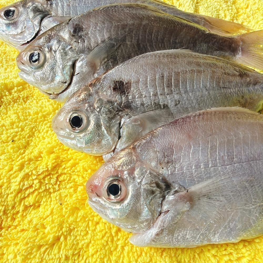 【新品上架】台灣野生肉魚（中/大/特大）-細節圖5