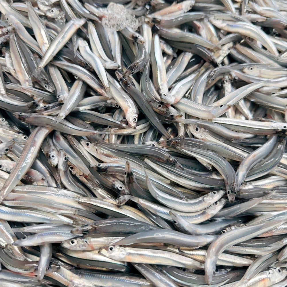 澎湖丁香魚-細節圖2