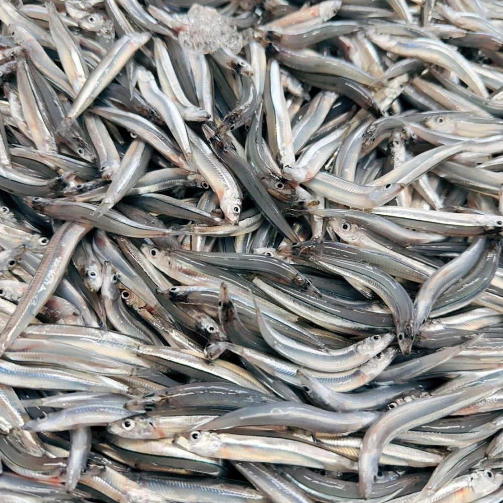 澎湖丁香魚-細節圖2