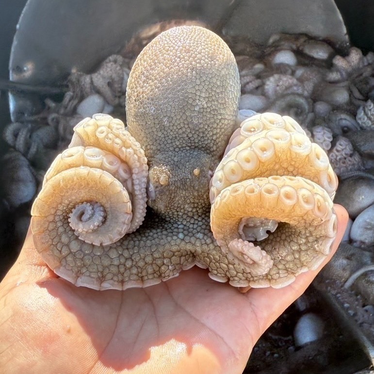 澎湖石鮔切塊-細節圖3