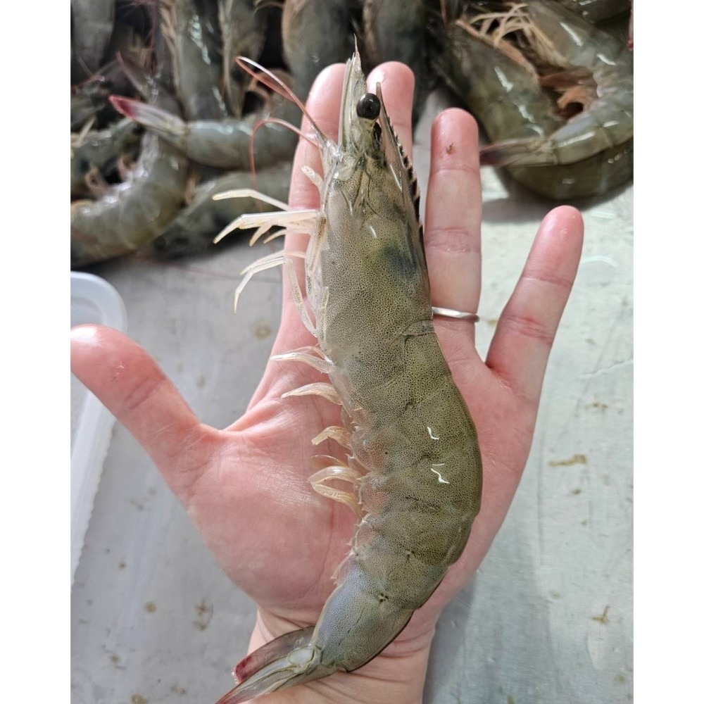 頂級靈芝蝦300克-細節圖2