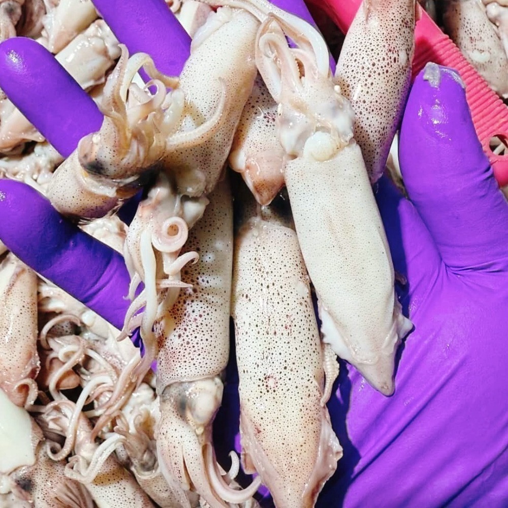 澎湖夜撈燈照◆熟拇指捲-細節圖2