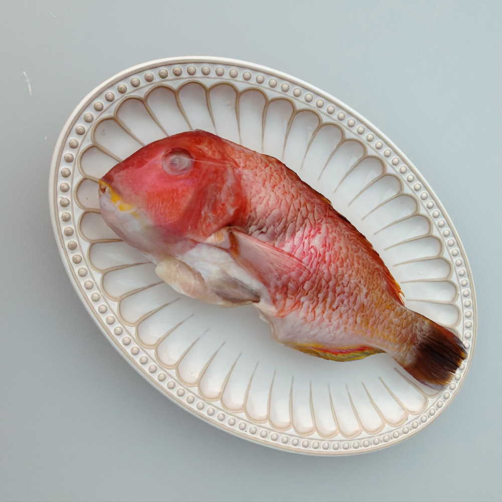 【新品上架✨】澎湖手釣紅石老(寒鯛)-細節圖2