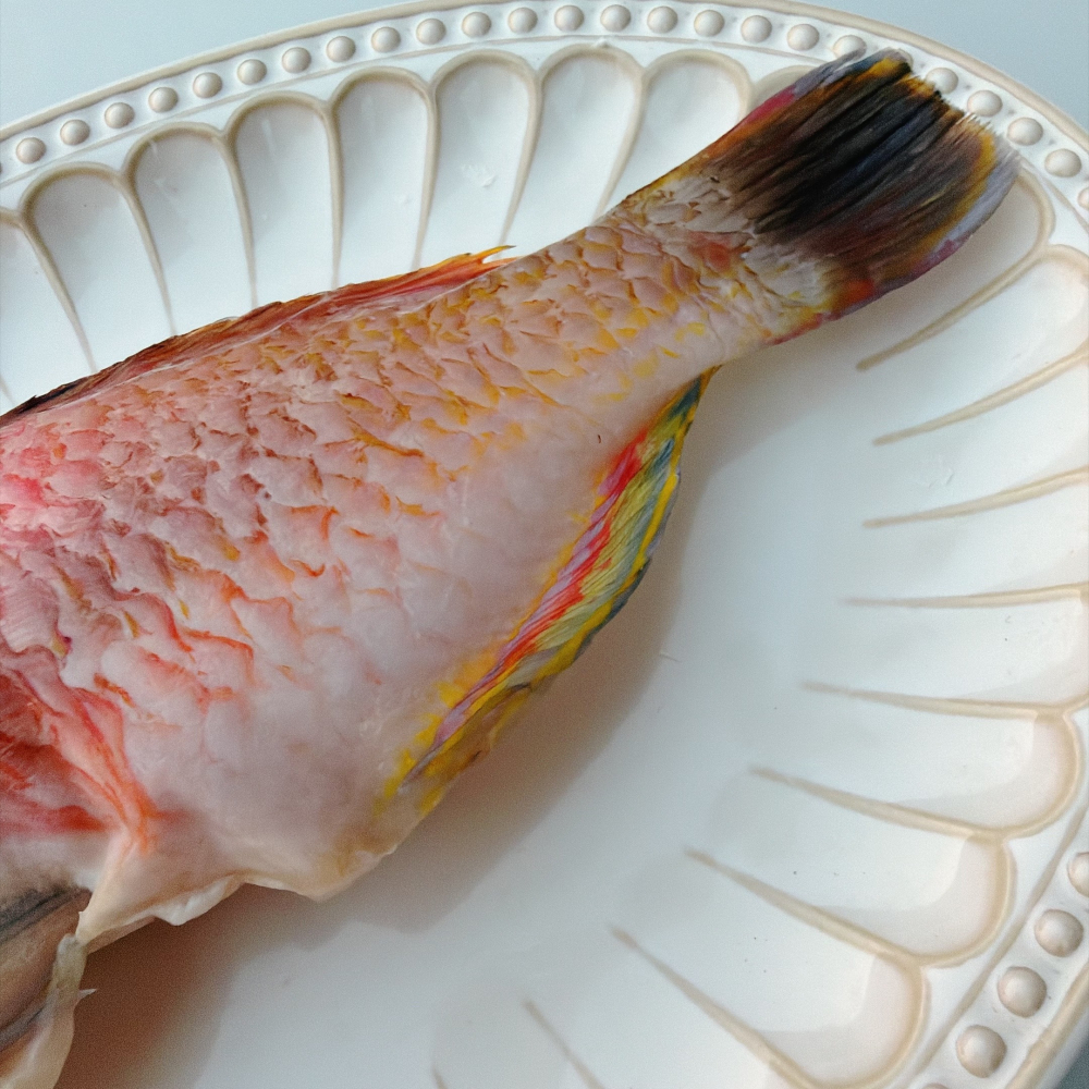 【新品上架✨】澎湖手釣紅石老(寒鯛)-細節圖3