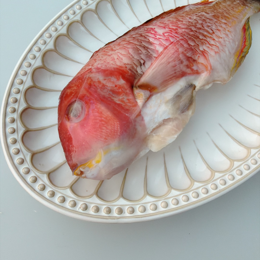 【新品上架✨】澎湖手釣紅石老(寒鯛)-細節圖4