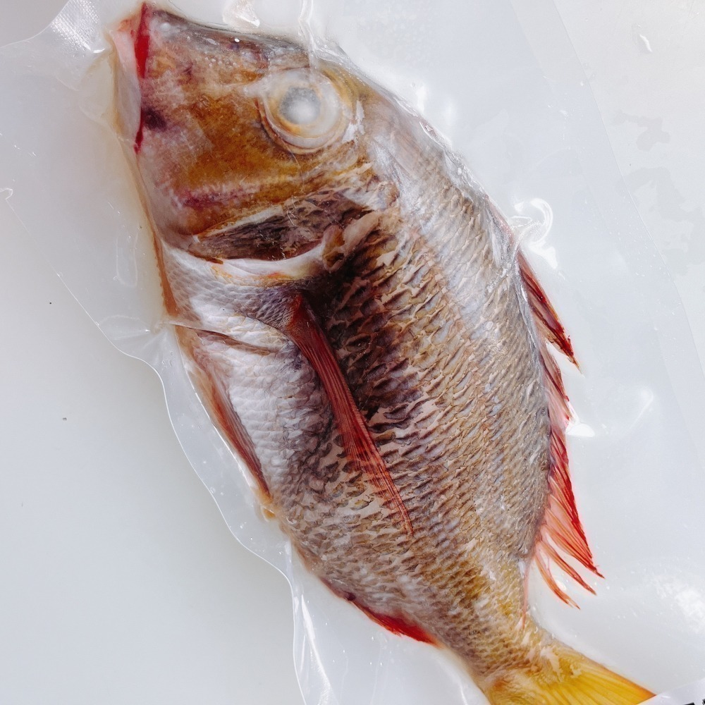 澎湖頂級手釣紅龍魚-細節圖2