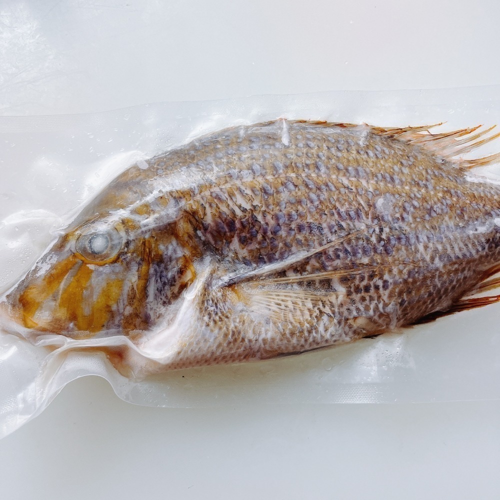 澎湖頂級手釣青嘴-細節圖2