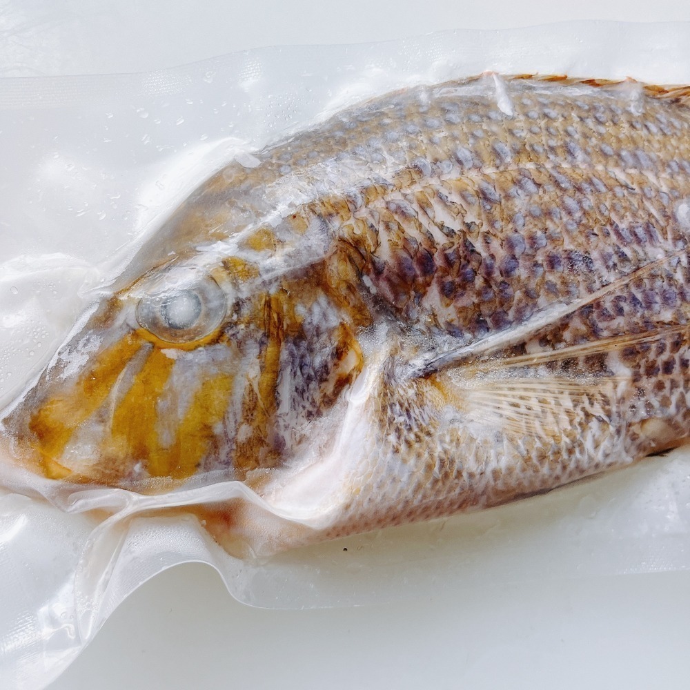 澎湖頂級手釣青嘴-細節圖3