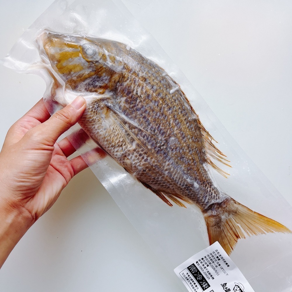 澎湖頂級手釣青嘴-細節圖4