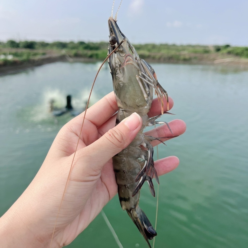 台灣草蝦-細節圖2