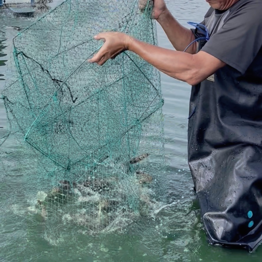 台灣草蝦-細節圖3