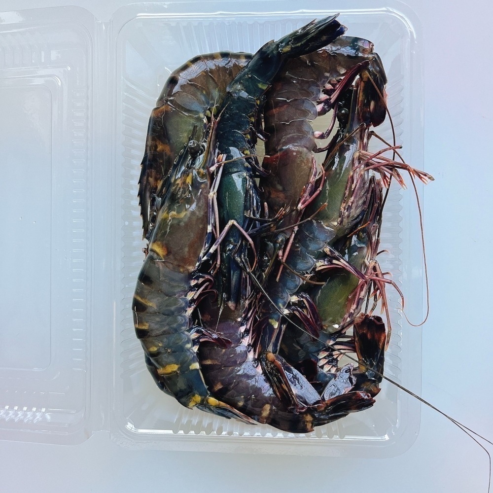 台灣草蝦-細節圖4