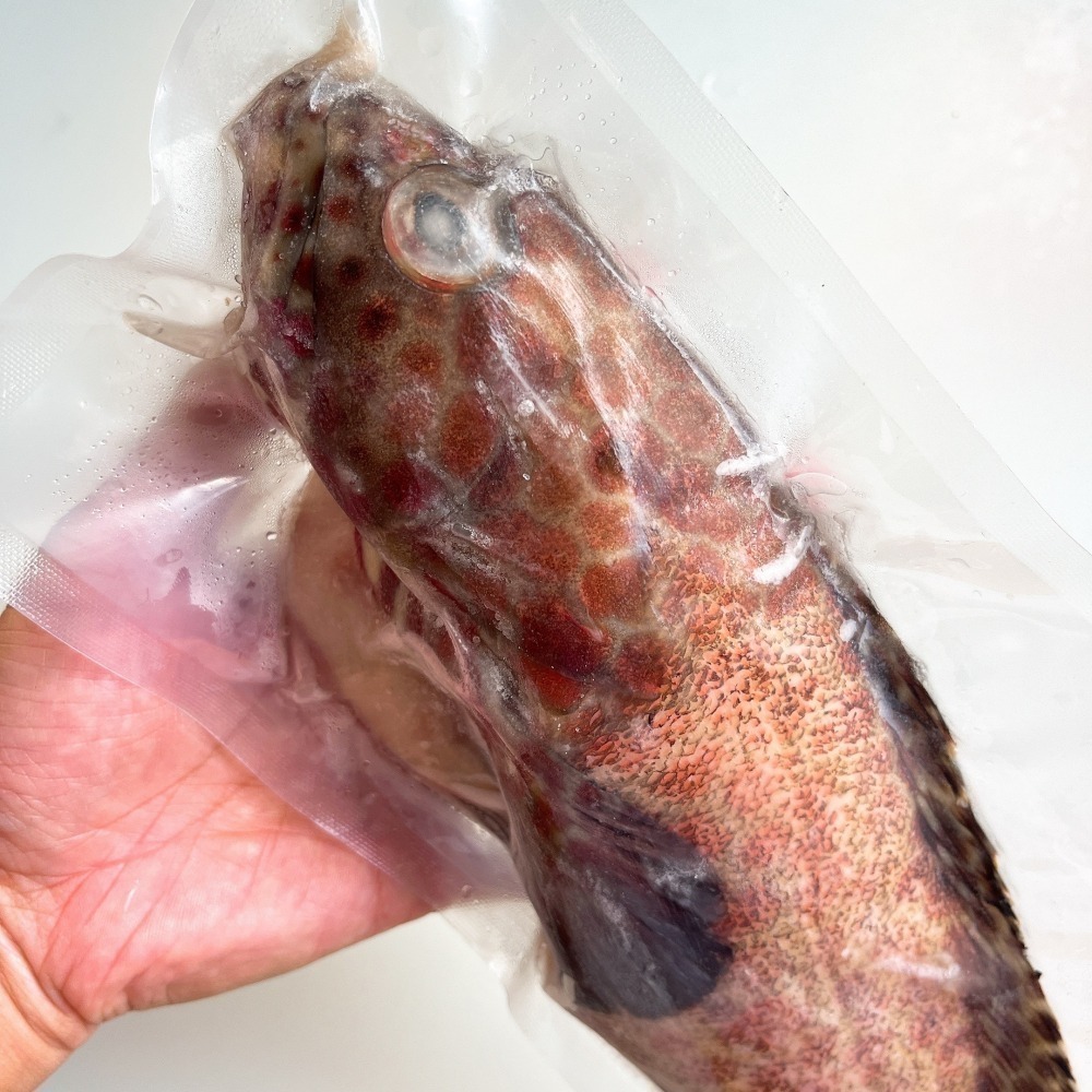 【新品上架】澎湖手釣玳瑁石斑-細節圖2