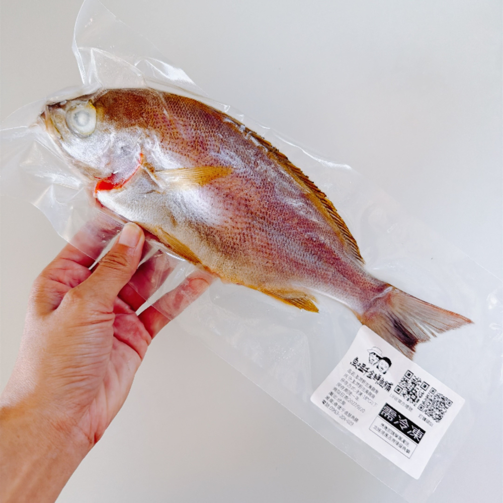【新品上架】澎湖手釣黃雞魚-細節圖3