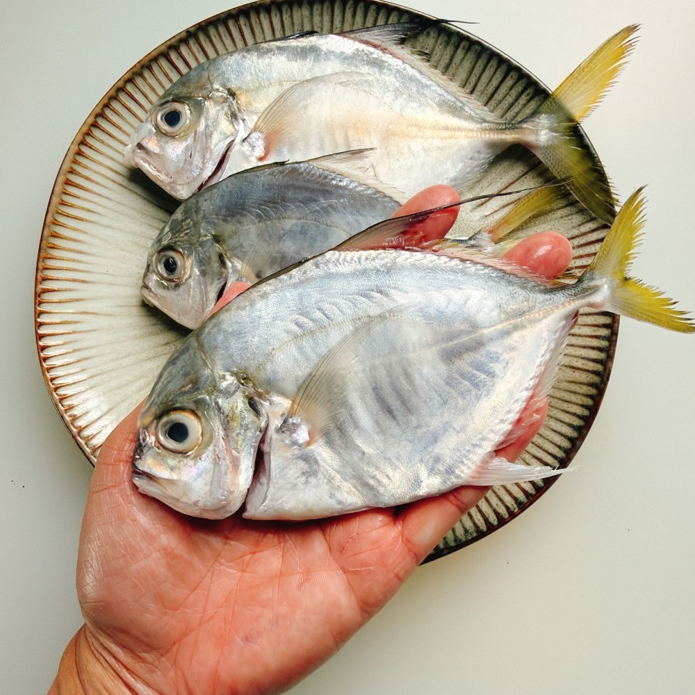 野生瓜仔魚-細節圖2